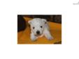 Price: $1000
Looking for a fun and energetic pal to add to your family? Bauer is just the one for you. Bauer is a Westie male puppy born March 22, 2013 and will be ready to go May 10, 2013. He has been raised with us and our 5 kids since the day he was