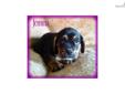 Price: $850
This advertiser is not a subscribing member and asks that you upgrade to view the complete puppy profile for this Beabull, and to view contact information for the advertiser. Upgrade today to receive unlimited access to NextDayPets.com. Your