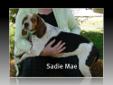 Please contact Sadie Maes foster for more info at bassinsurance@ainweb.net Hi, my name is Sadie Mae and I?m the sweetest Beagle you will ever meet. I?m a female of course and a Southern Belle. My vet says I?m about four years old and I am very healthy. I