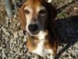 Hi, I'm Shadow! I'm a 4 year old Beagle mix. I'm very sweet and still have plenty of energy! Come meet me at Almost Home Humane Society! To view the latest events and see all of the adoptable animals at AHHS, visit www.almosthomehumane.org. All dogs and