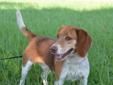 Hi, I'm Max! I'm just your average loving Beagle, with cute adorable ears. I think what I really want is a new home I can go to, with kids, and a yard and lots of fun to be had. It'd be great to be apart of something like that! I hope maybe you could take