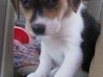 This adorable little mutt-puppy, as we call them..is a cross between a beagle, a siberian husky and a blue heeler, cattle dog or catahoula. His dad is a beautiful dog with all those breed possibilities and his mom is a beagle. Apparently he got his looks
