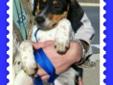 Hi, my name is Hank and I'm a darling male Beagle mix. I was born on July 1, 2010. I'm a quiet and delightful little boy and I'll make some lucky family very happy! Now, I'm looking for someone loving like YOU to take me home and cherish me for the rest