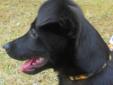 Greetings! My name is Joseph. I am a spunky 12 week old black beagle/lab mix. I was surrendered to the Eau Claire Humane Association due to my owners not being able to care for me. I am a very loving boy who would love to play and cuddle all day! I love
