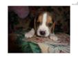 Price: $700
I have a litter that will be ready for their new home April 1st, I have one male and one female.
Source: http://www.nextdaypets.com/directory/dogs/1d50f727-b731.aspx