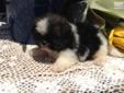 Price: $400
Gorgeous! These little ones will be ready to go at 8 wks old and can be shipped by ground or air. Shih Tzu?s are a healthy, happy little bundle of fur that will make you laugh day after day with there little arrogant personalities, they aren?t