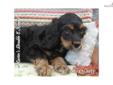 Price: $500
Beau is a male mixed breed Cocker Spaniel and Cavalier King Charles Spaniel puppy.
Source: http://www.nextdaypets.com/directory/dogs/59d2aa30-d921.aspx
