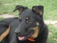 Jayda is the Triple S gal who is not afraid to ask for belly rubs. She is Sweet, Smart and Submissive, which are wonderful qualities to have in a fur companion. Jayda is a Beauceron/Shepherd mix with a lot of love to give. If you are looking for a 45 lb.