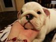Price: $2300
This advertiser is not a subscribing member and asks that you upgrade to view the complete puppy profile for this English Bulldog, and to view contact information for the advertiser. Upgrade today to receive unlimited access to