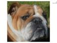 Price: $600
This advertiser is not a subscribing member and asks that you upgrade to view the complete puppy profile for this English Bulldog, and to view contact information for the advertiser. Upgrade today to receive unlimited access to
