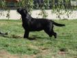 Price: $1200
Ally is an adorable Black English Labrador pup located in So. California. She is almost 6 months old and just a beautiful pup from Champion black and chocolate English Lines. We are within one to two hours from LA, San Diego and Orange County