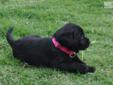 Price: $1000
At Lovett-Labs we are committed to providing each of our dogs with a terrific life. Our first goal is to have healthy, happy dogs who then raise healthy, happy, championship quality Labrador retriever puppies that are well socialized and