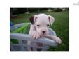 Price: $600
This advertiser is not a subscribing member and asks that you upgrade to view the complete puppy profile for this Boxer, and to view contact information for the advertiser. Upgrade today to receive unlimited access to NextDayPets.com. Your