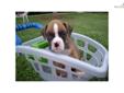 Price: $850
This advertiser is not a subscribing member and asks that you upgrade to view the complete puppy profile for this Boxer, and to view contact information for the advertiser. Upgrade today to receive unlimited access to NextDayPets.com. Your