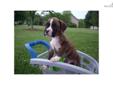 Price: $850
This advertiser is not a subscribing member and asks that you upgrade to view the complete puppy profile for this Boxer, and to view contact information for the advertiser. Upgrade today to receive unlimited access to NextDayPets.com. Your