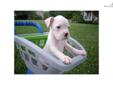 Price: $600
This advertiser is not a subscribing member and asks that you upgrade to view the complete puppy profile for this Boxer, and to view contact information for the advertiser. Upgrade today to receive unlimited access to NextDayPets.com. Your