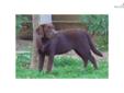 Price: $875
Coco is an adorable Chocolate English Labrador located in So. California. She is 8 months old and just a beautiful pup from Champion black and chocolate English Lines. We are within one to two hours from LA, San Diego and Orange County so if