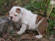 Price: $1500
Mabel is an adorable, healthy and happy white with red spots bully female. Her sire is double bred Ch Champion Phenix's Fire Chief and her dam is by Ch Newcomb's JFK. She would make a great pet or breeder. Shipping can be arranged for what it