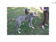 Price: $650
This advertiser is not a subscribing member and asks that you upgrade to view the complete puppy profile for this Great Dane, and to view contact information for the advertiser. Upgrade today to receive unlimited access to NextDayPets.com.