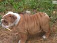 Price: $1500
Nico is a beautiful male bully that is sweet, loving, healthy and with a pedigree with many champions. He goes to Champion Phenix's Fire Chief twice. He would make a great pet or breeder. If shipping is needed, I ask $250 to ship above the
