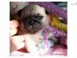 Price: $950
Beautiful AKC Pug Puppy, Terra, Available From My Male "Muffin" Who Came From A Long Line Of Champion Show Pugs With Over 180 Champions In His Pedigree/Lineage. She Is Thick, Short And Stocky With A Double Coat and Large Head Like Her Dad. She