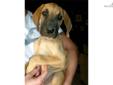 Price: $950
This advertiser is not a subscribing member and asks that you upgrade to view the complete puppy profile for this Great Dane, and to view contact information for the advertiser. Upgrade today to receive unlimited access to NextDayPets.com.
