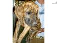Price: $950
This advertiser is not a subscribing member and asks that you upgrade to view the complete puppy profile for this Great Dane, and to view contact information for the advertiser. Upgrade today to receive unlimited access to NextDayPets.com.