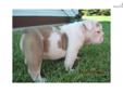 Price: $1900
Hello, we currently have puppies available. We are a long time Breeder of AKC Registered English Bulldogs. A member in good standing with the BBB (Better Business Bureau). We are located on an acreage in Northeast Nebraska. We have English