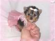 Price: $2999
This tiny girl is ADOREABLE! She is a Micro Teacup size. At 8 weeks old she only weighs 15 1/2 ounces. She has very pretty eyes , tiny ears and a short button nose. She has a square, cobby body. She is only charting to weigh 2 1/2 - 3 lbs.