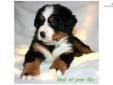 Price: $1200
Wonderful puppies available for release from through 2013 from exceptional quality parents! Beautiful markings! Excellent health history!! They are AMAZING! Prices are $950-$1200 Although we aren't producing perfection, we are thankful to