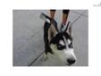 Price: $700
This advertiser is not a subscribing member and asks that you upgrade to view the complete puppy profile for this Siberian Husky, and to view contact information for the advertiser. Upgrade today to receive unlimited access to NextDayPets.com.