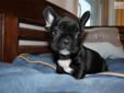 Price: $2000
This advertiser is not a subscribing member and asks that you upgrade to view the complete puppy profile for this French Bulldog, and to view contact information for the advertiser. Upgrade today to receive unlimited access to