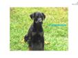 Price: $800
This advertiser is not a subscribing member and asks that you upgrade to view the complete puppy profile for this Doberman Pinscher, and to view contact information for the advertiser. Upgrade today to receive unlimited access to