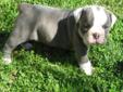 Price: $1250
Beautiful Olde English puppy. Good bloodlines. Health Guarantee. IOEBA Registered. Chech out her parents and littermates on our website. www.elkvalleybulldogges.com
Source: http://www.nextdaypets.com/directory/dogs/2ebf7ad5-4b81.aspx
