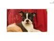Price: $650
This advertiser is not a subscribing member and asks that you upgrade to view the complete puppy profile for this Boston Terrier, and to view contact information for the advertiser. Upgrade today to receive unlimited access to NextDayPets.com.