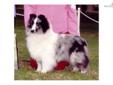 Price: $400
Ch. Apple Acres Media Frenzy, "Frenzy" is available to a loving retirement home. "Frenzy" is an absolute delight. She is everything that a sheltie should be: beautiful, loyal, loving, obedient and intelligent. "Frenzy" is house trained and hip