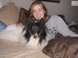 Price: $400
This advertiser is not a subscribing member and asks that you upgrade to view the complete puppy profile for this Shetland Sheepdog - Sheltie, and to view contact information for the advertiser. Upgrade today to receive unlimited access to