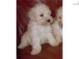 Price: $650
This is a very sweet light cream female shihpoo that has a curly coat..She will be 8-10 lbs and great with kids..She will have shots and worming up to date..She also comes with a health guarantee..Must come in person to pick up..Call for