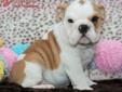 Price: $2095
THIS GORGEOUS ENGLISH BULLDOG HAS TONS OF WRINKLES ROLLS TO GO AROUND! SHE IS ABSOLUTELY MARKED BEAUTIFULLY WITH A PERSONALITY TO MATCH. SHE IS JUST WAITING FOR HIS FOREVER HOME! GENDER : FEMALE BIRTHDAY : 1/26/2013 FATHER'S WEIGHT : 55