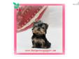 Price: $4600
This advertiser is not a subscribing member and asks that you upgrade to view the complete puppy profile for this Yorkshire Terrier - Yorkie, and to view contact information for the advertiser. Upgrade today to receive unlimited access to