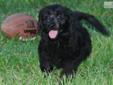 Price: $1250
Hailey is a sweet, cuddly little girl! She has a super soft, shiny black coat. Her mother mother is a stunning AKC English golden retriever. She is the sweetest, most loving dog you would ever want to meet. She weighs 65 lbs; daddy is a
