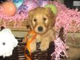 Price: $1250
This advertiser is not a subscribing member and asks that you upgrade to view the complete puppy profile for this Goldendoodle, and to view contact information for the advertiser. Upgrade today to receive unlimited access to NextDayPets.com.