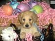 Price: $1000
This advertiser is not a subscribing member and asks that you upgrade to view the complete puppy profile for this Goldendoodle, and to view contact information for the advertiser. Upgrade today to receive unlimited access to NextDayPets.com.