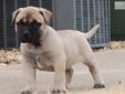 Price: $1200
This advertiser is not a subscribing member and asks that you upgrade to view the complete puppy profile for this Bullmastiff, and to view contact information for the advertiser. Upgrade today to receive unlimited access to NextDayPets.com.
