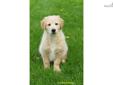 Price: $1050
Goldie is a very sweet girl who loves to be with you where ever you are. She will require time, patience and love as she loves to be on the go. Her father is a beautiful golden boy weighing 65# and her mother has a wavy golden hair coat and