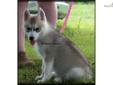 Price: $550
Meet Amy!! She is a Beautiful Gray/white girl. Both parents have wonderful temperaments and are an excellent representation of the breed. Sire and Dam are OFA Excellent & Both parents CERF Clear. Amy comes with health record, current on all