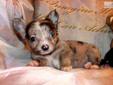 Price: $600
Beautiful Little Blue Merle Male Chihuahua. Gremlin was born on 07-10-2013. He has a long fluffy Blue Merle coat. Gremlin is utd on shots and wormings and will a Florida Health Certificate before he leaves for his new home. Mom is a Chocolate