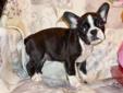 Price: $925
Beautiful Little Female Frenchton Puppy. (3/4 french bulldog, 1/4 boston terrier) Jubilee was born on 06-15-2013. She is a good, loving puppy. She is very sweet and looks just like a french bulldog puppy. Jubilee is dark brindle and white, and