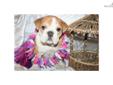 Price: $1900
This advertiser is not a subscribing member and asks that you upgrade to view the complete puppy profile for this English Bulldog, and to view contact information for the advertiser. Upgrade today to receive unlimited access to