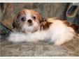 Price: $375
Beautiful Little Male Shih Tzu Puppy. Jian was born on 04-07-2013. He is a white parti color. His estimated adult weight is around 7 pounds. He has a beautiful thick coat. Jian is utd on shots and wormings and he will have a Florida Health